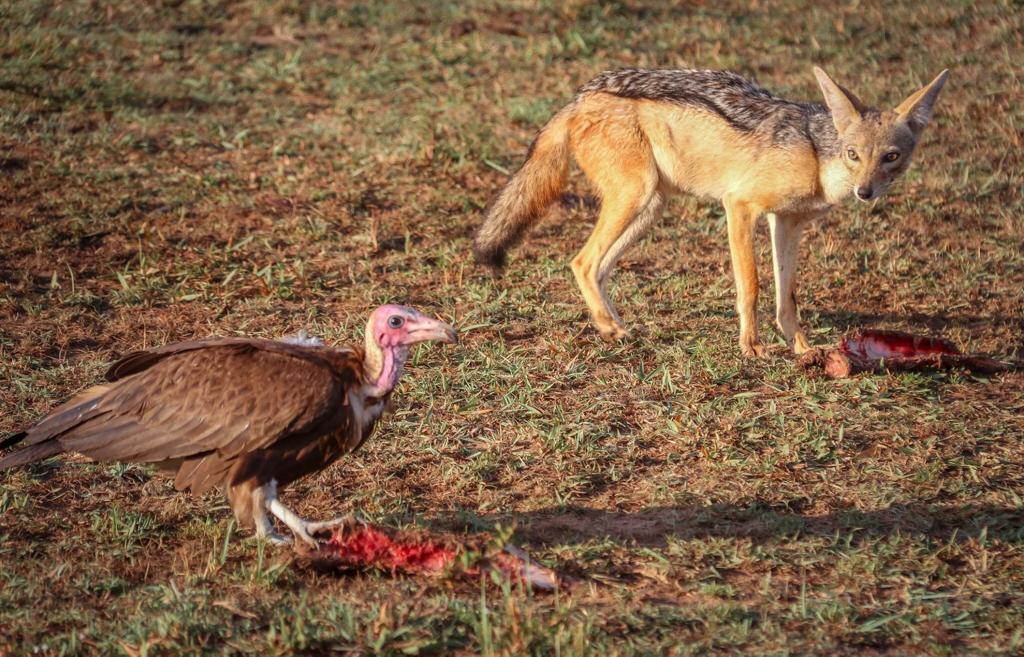 3-Day Safari from Z'bar - Tarangire Ngorongoro Manyara