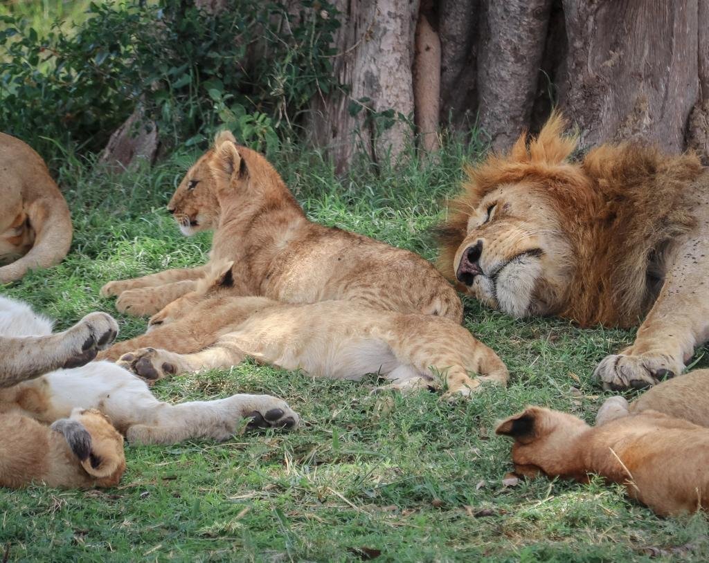 Safari Vendors