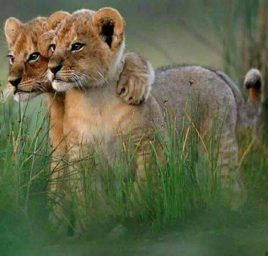 3-Day Tanzania Luxury Safari (Tarangire & Ngorongoro) gallery image