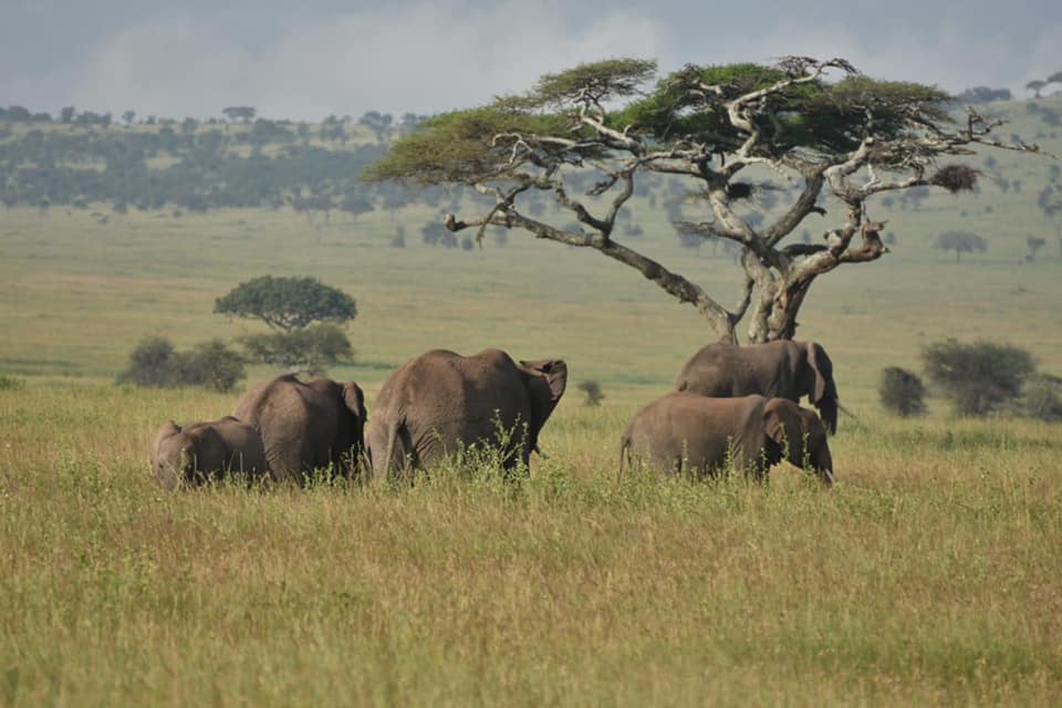 3-Day Tanzania Luxury Safari (Tarangire & Ngorongoro) gallery image