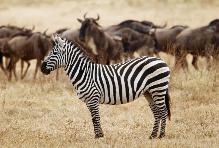 3-Day Tarangire, Ngorongoro & Manyara from Zanzibar gallery image