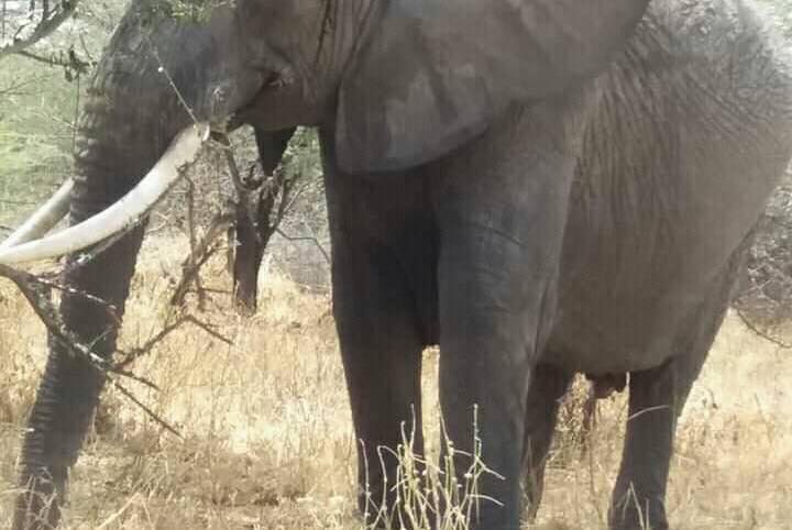 3-Day Tarangire, Ngorongoro & Manyara from Zanzibar gallery image