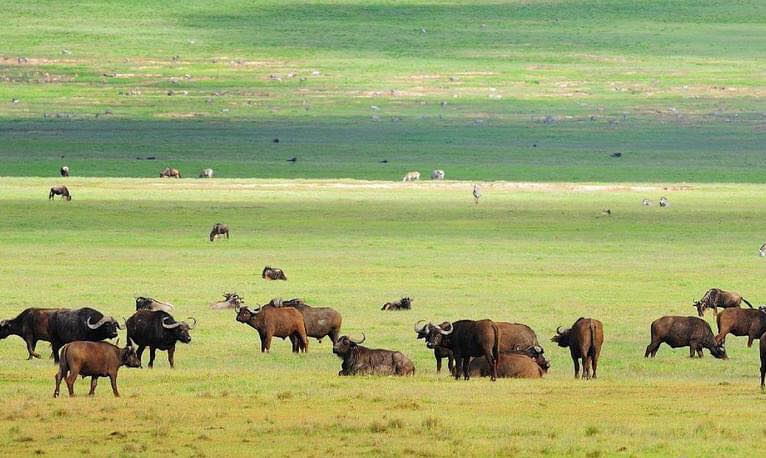 3-Day Tarangire, Ngorongoro & Manyara from Zanzibar gallery image