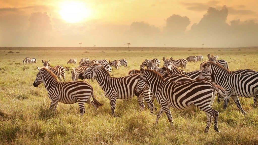 Golden Trips Tanzania