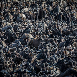 3-Day Zanzibar to Migration Crossing Fly-in& out Safari gallery image