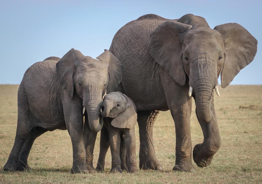 3-Day Zanzibar to Tarangire, Ngorongoro and Manyara gallery image