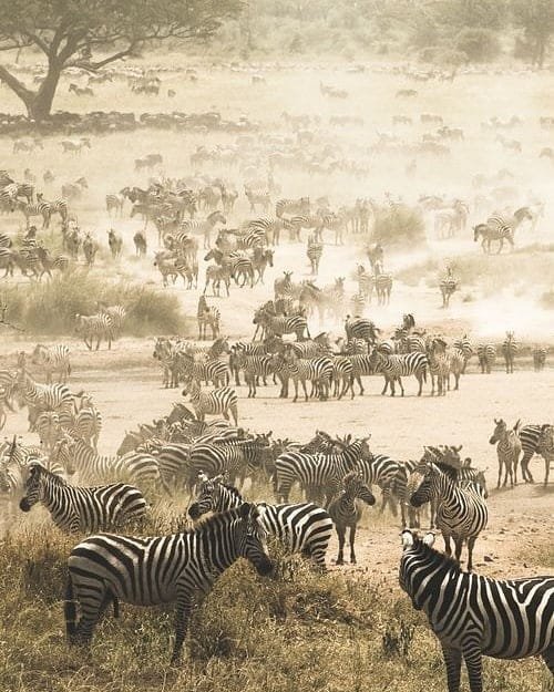 3-Day Zanzibar to Tarangire, Ngorongoro and Manyara safari tour