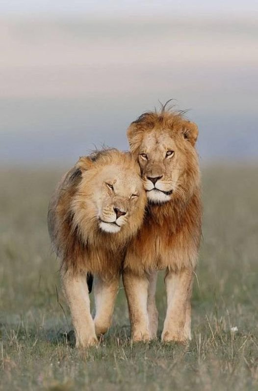 Golden Trips Tanzania