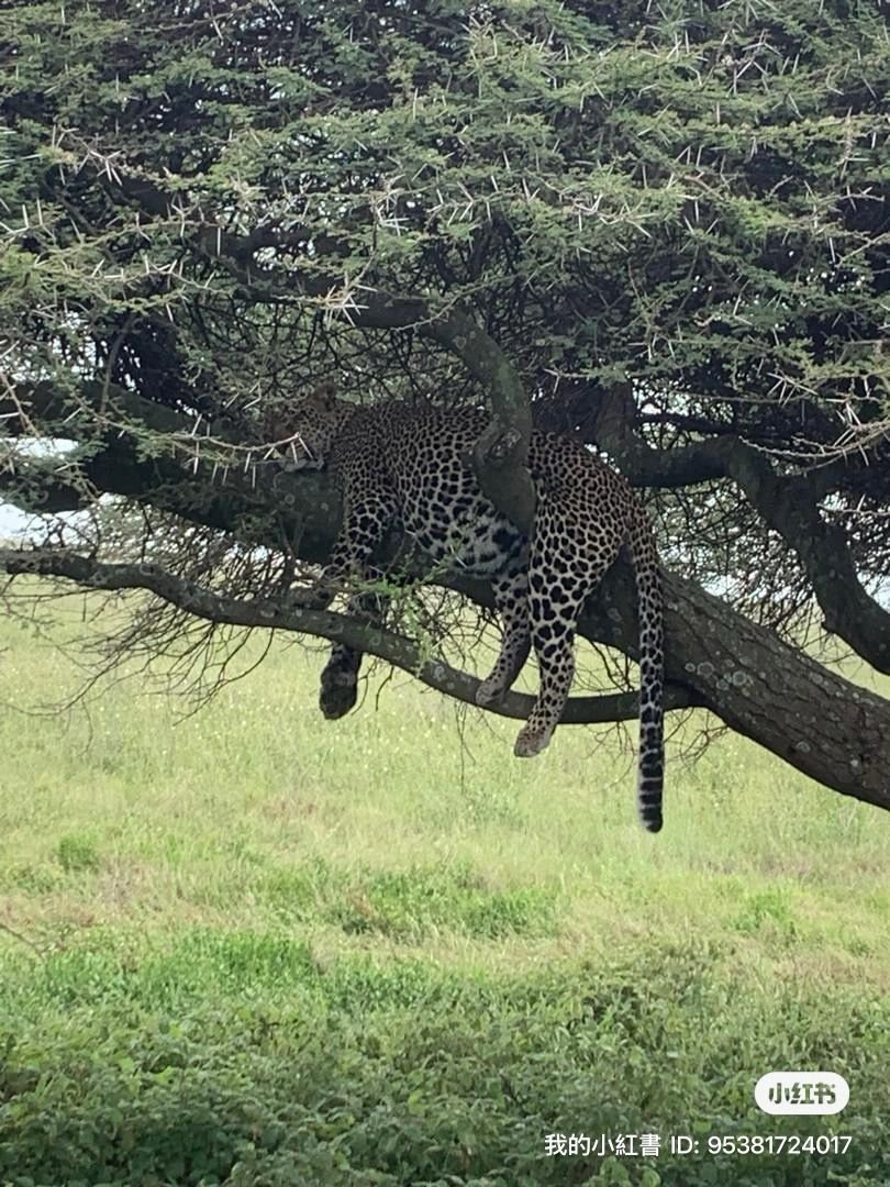 Toilo Tours and Safaris
