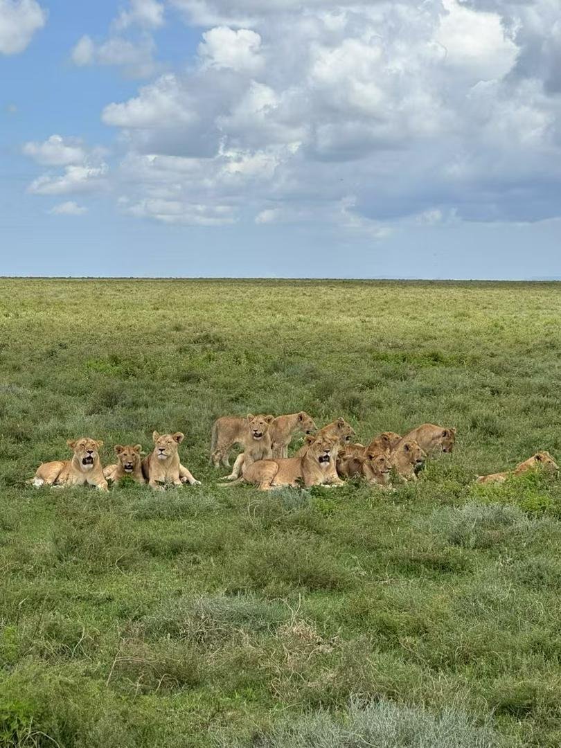 Toilo Tours and Safaris