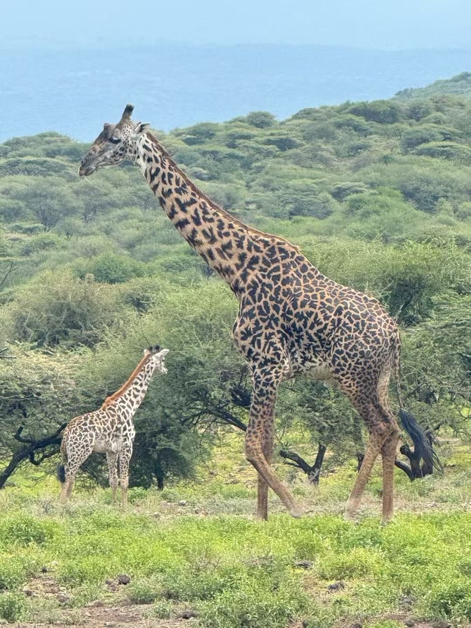 Toilo Tours and Safaris