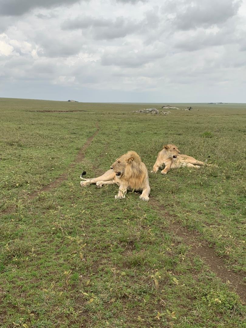 Toilo Tours and Safaris