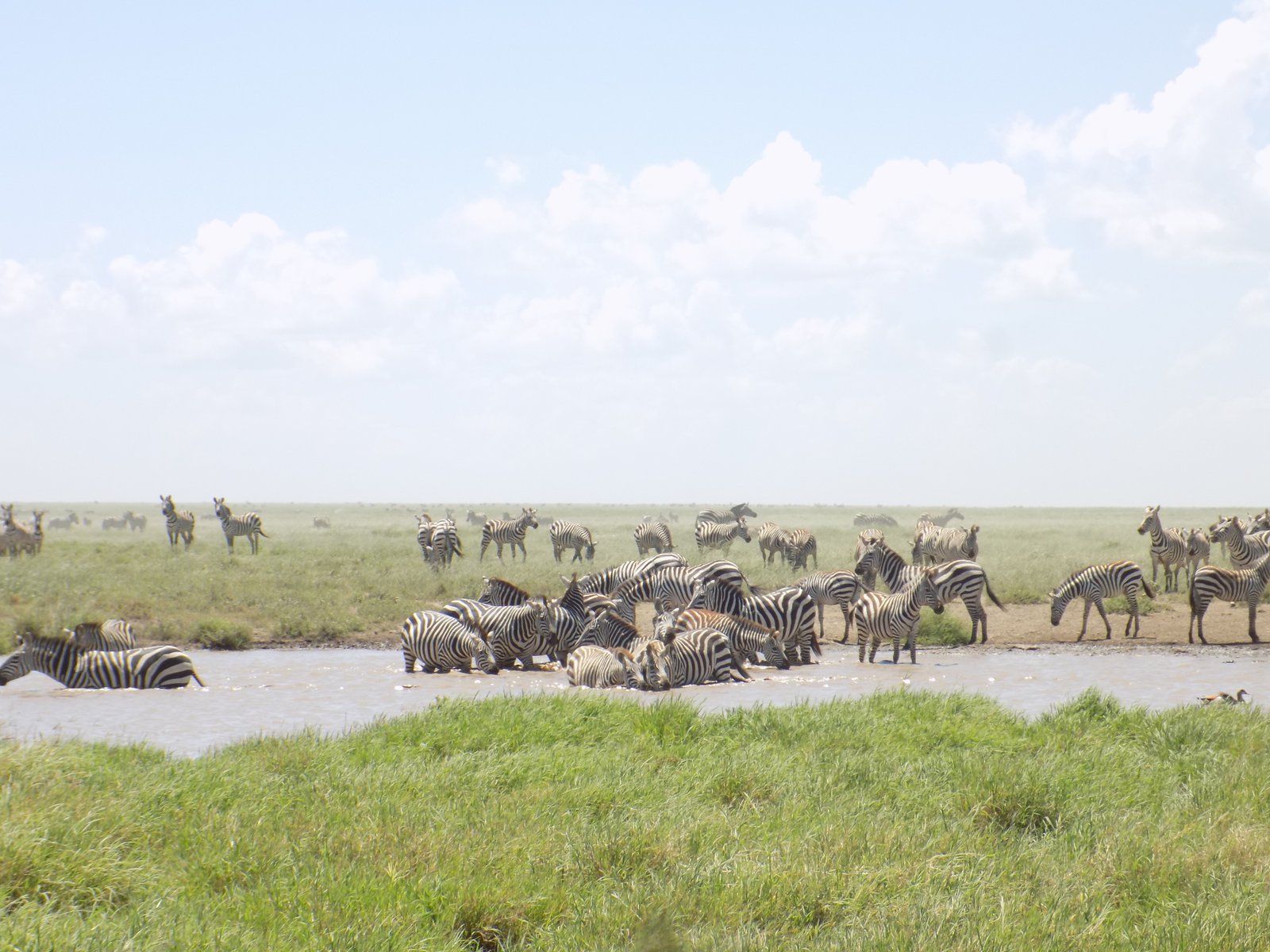 Martial Adventure Safari