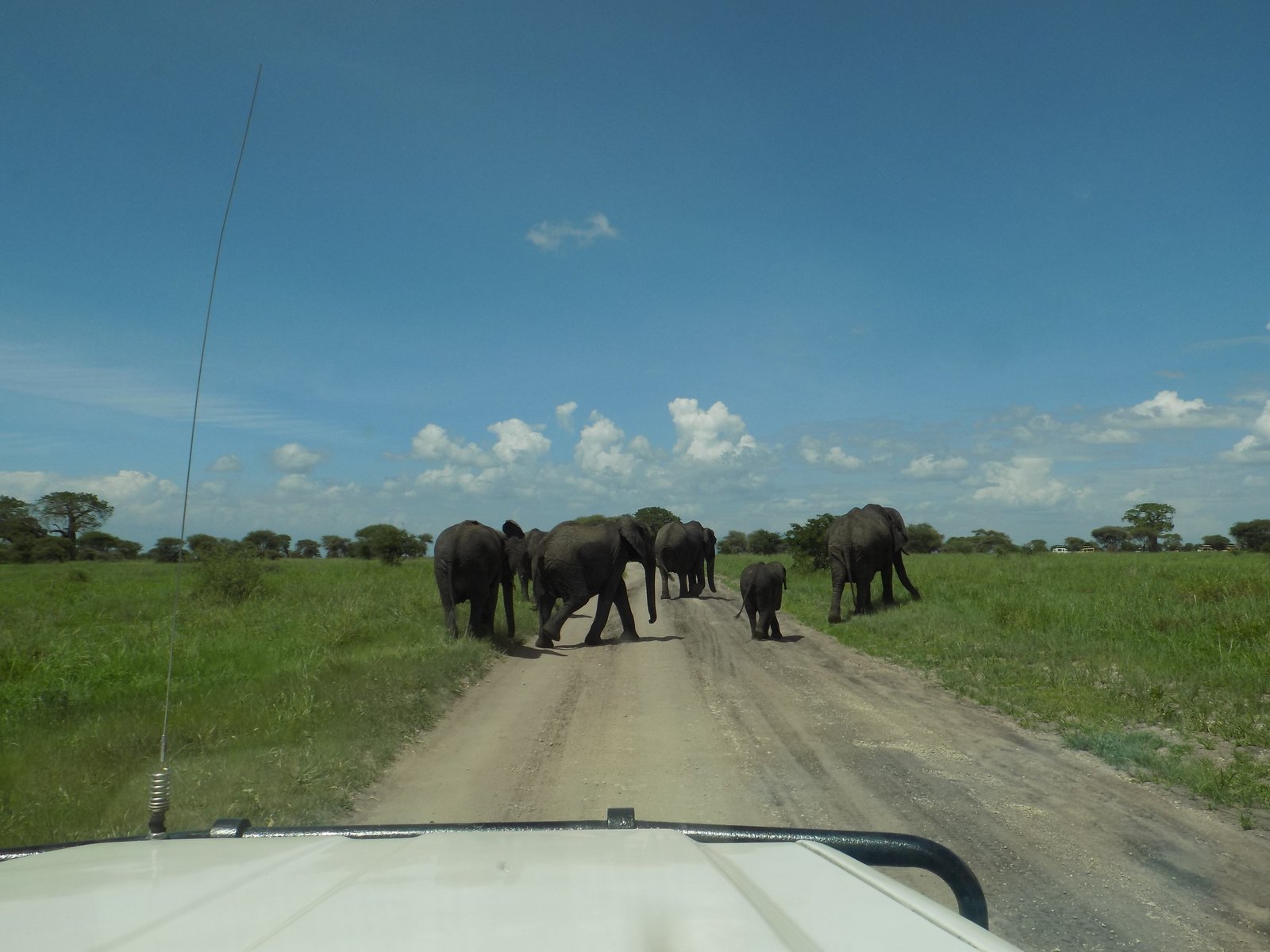 Safari Vendors