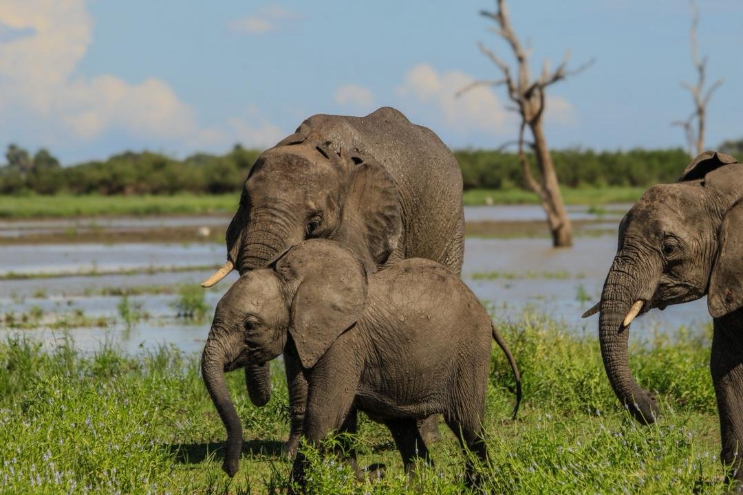 Flying Safari Zanzibar to Nyerere NP Private safari tour