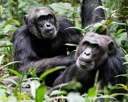 Safari Vendors