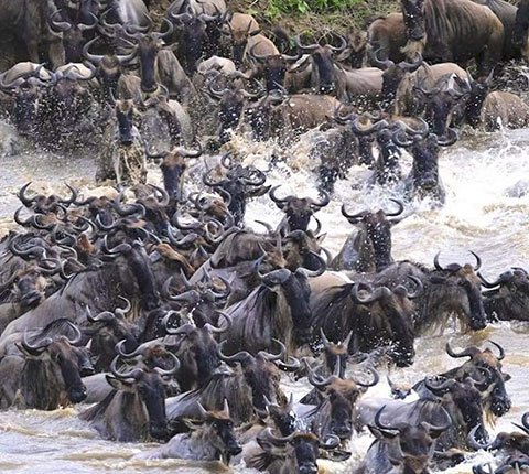 Arican Hagyko Safaris Limited