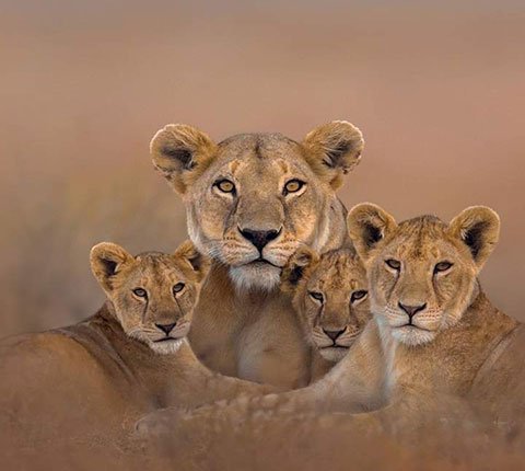 Arican Hagyko Safaris Limited