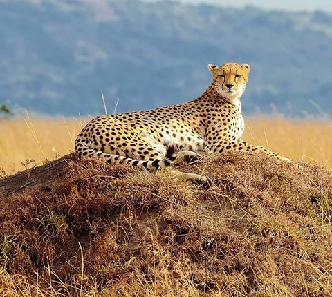Arican Hagyko Safaris Limited