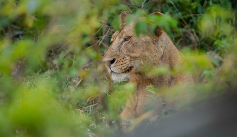 3-Day Safari Zanzibar to Nyerere NP + Night Game Drive