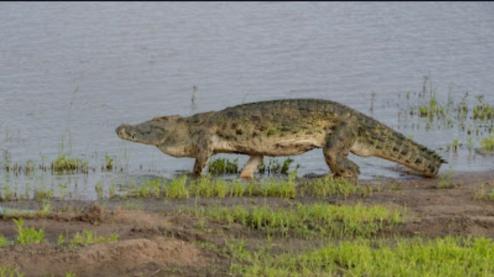 3-Day Selous Safari from Zanzibar by Boat, Car & Flight gallery image