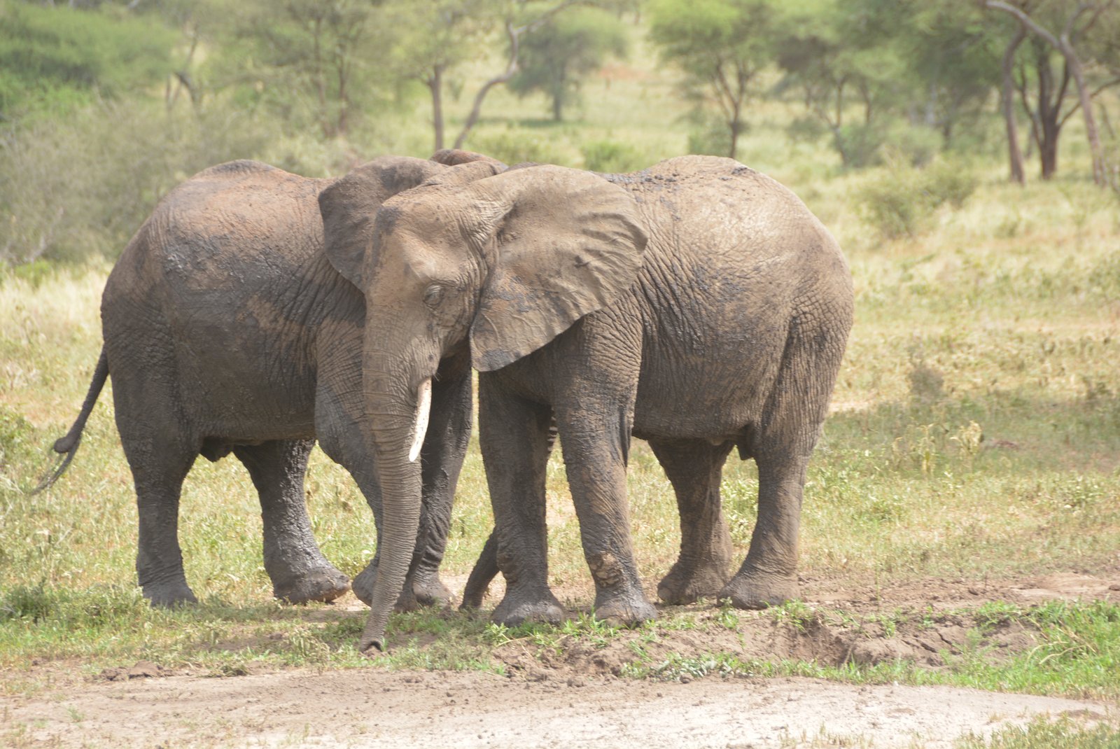 Smile With Us Tours In Africa