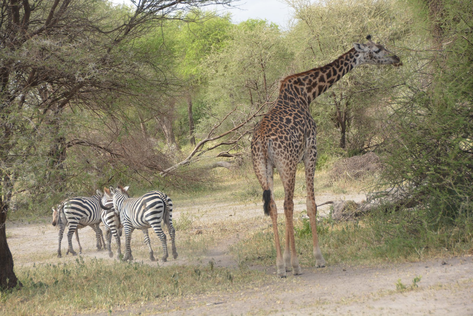 Smile With Us Tours In Africa