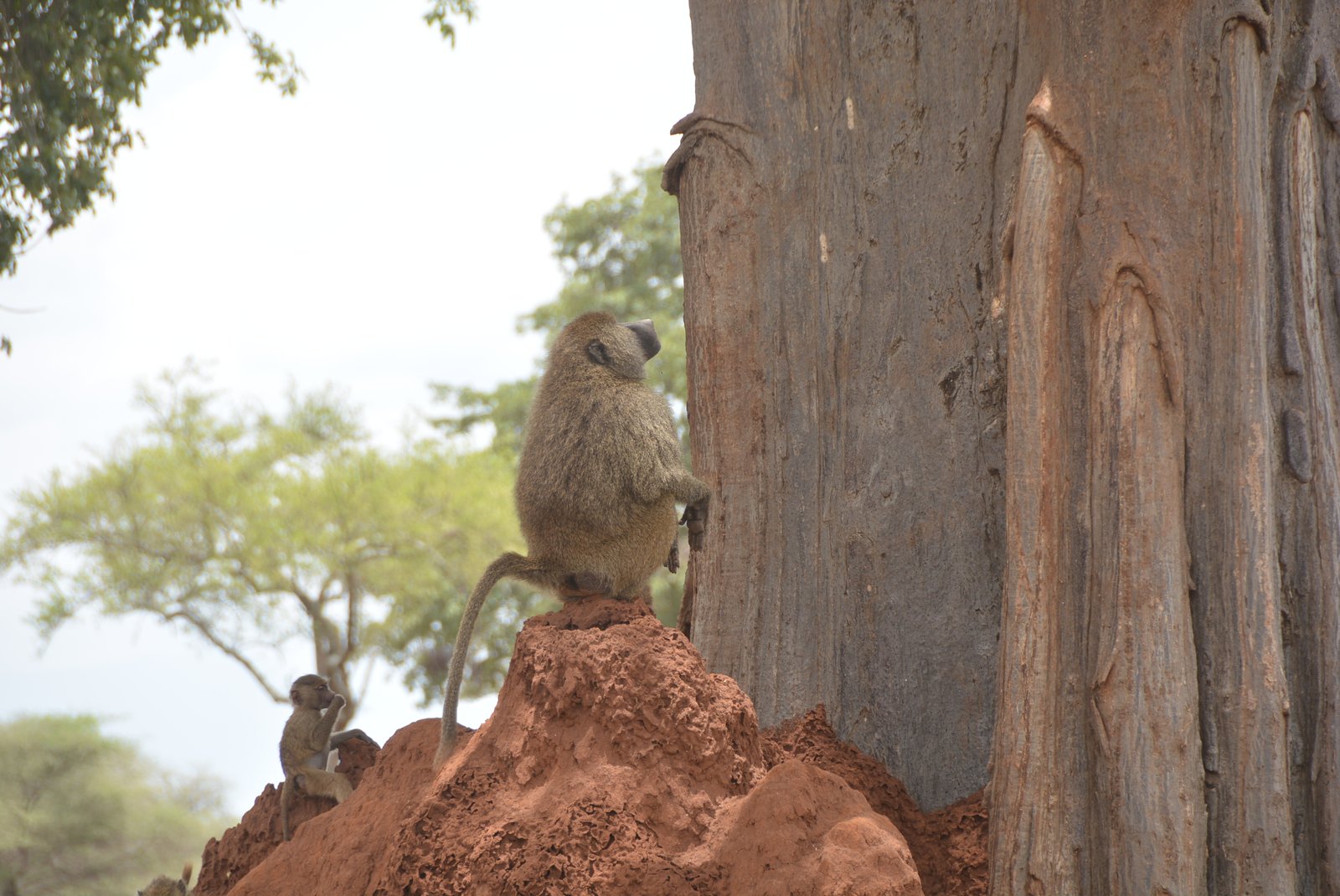 Smile With Us Tours In Africa