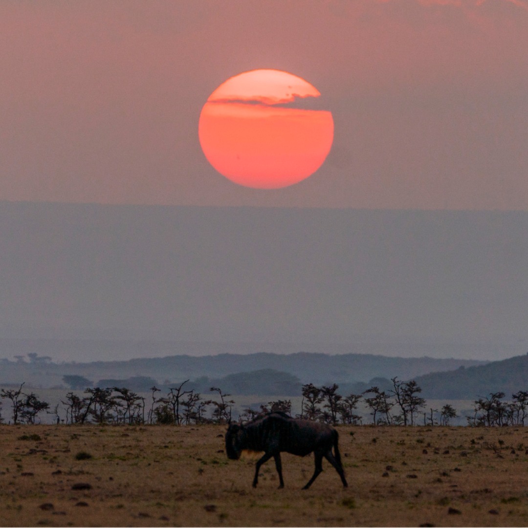 3-Day Luxury Fly in, fly out Safari gallery image