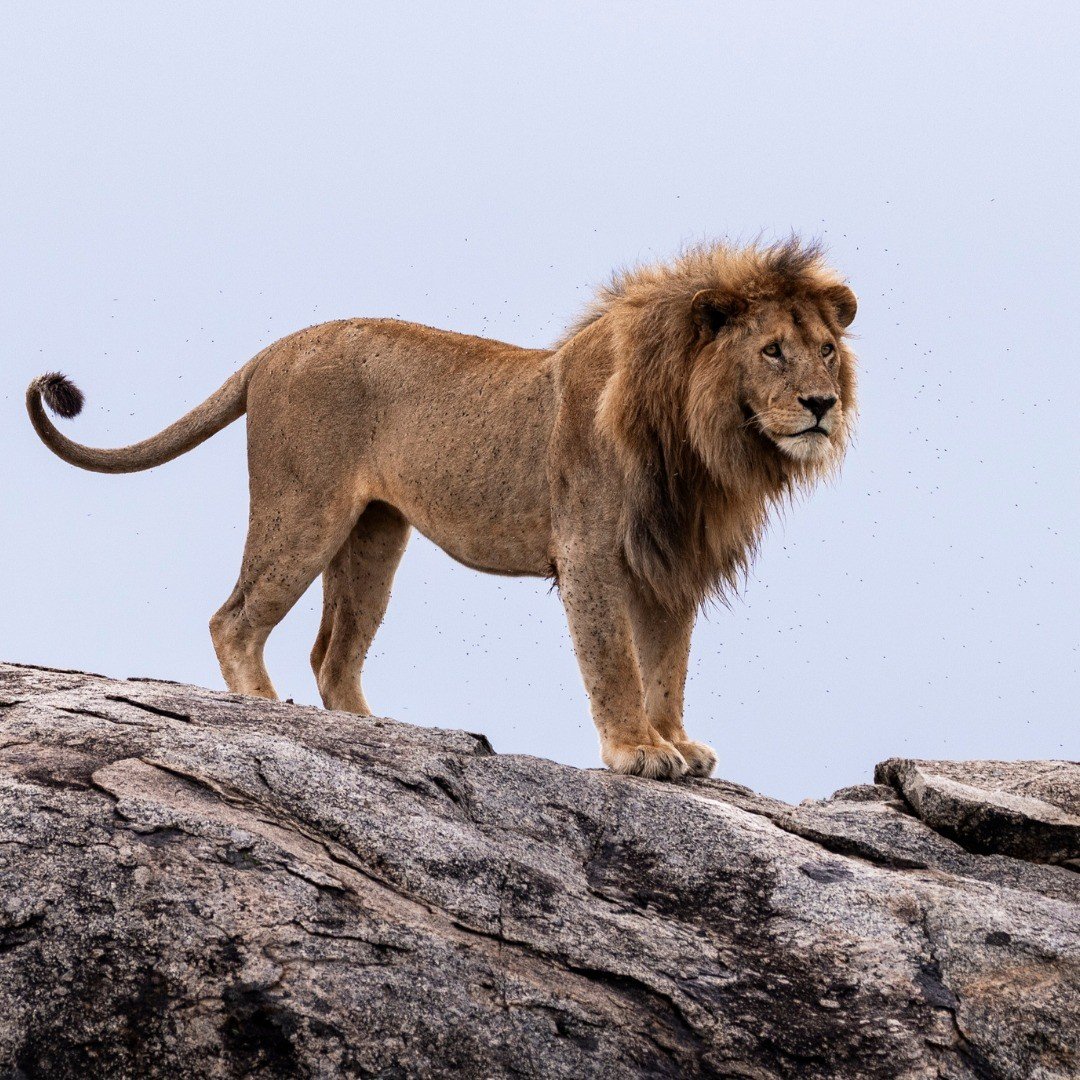 Smile With Us Tours In Africa