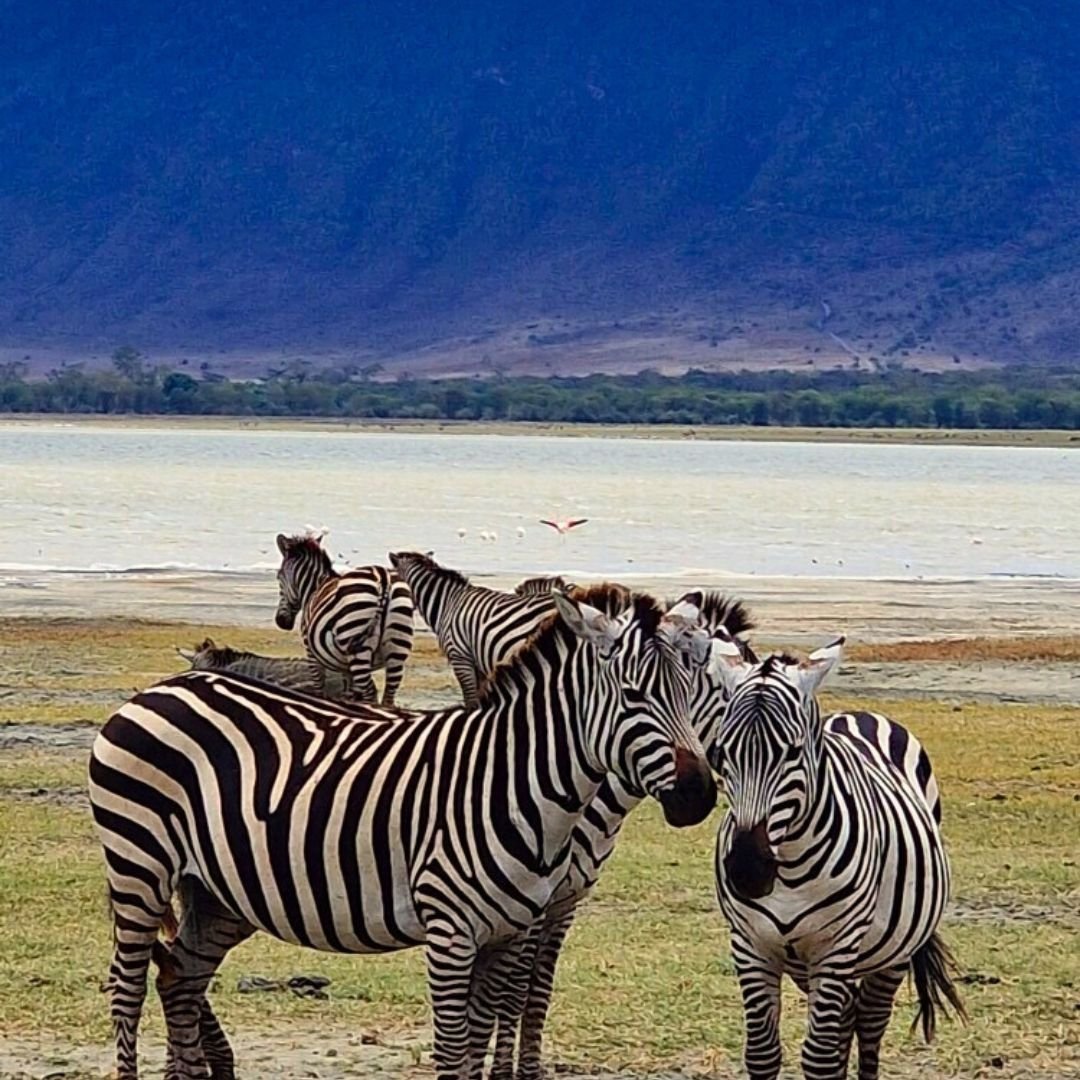 Safari Vendors