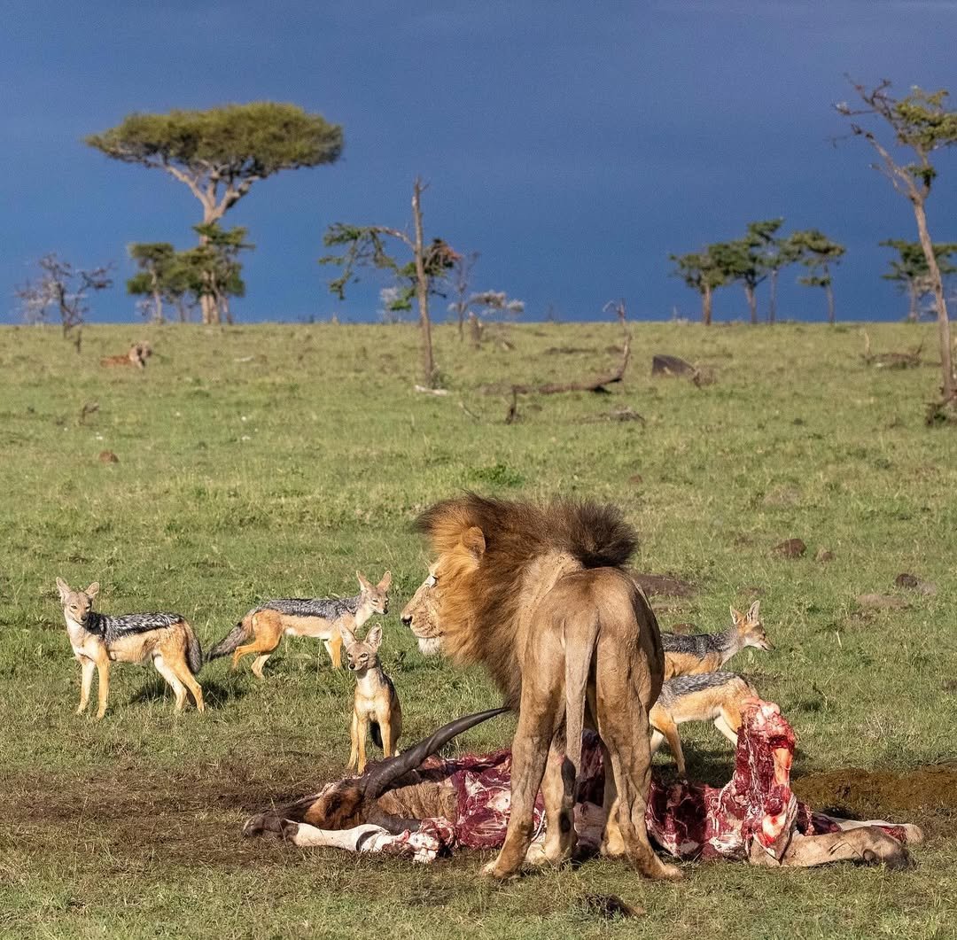 Africa Starpal Safaris