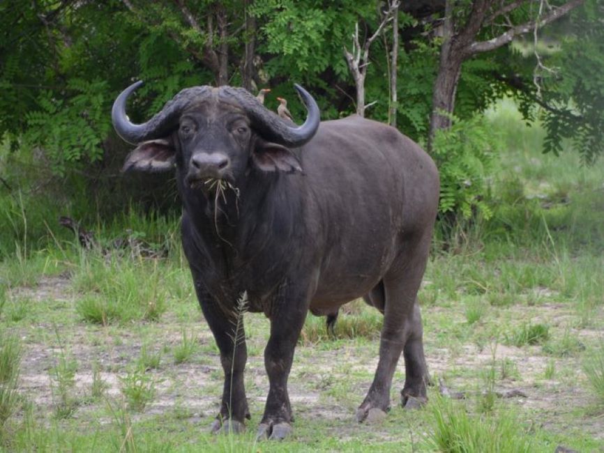 3-Day Nyerere NP + Boat Safari gallery image