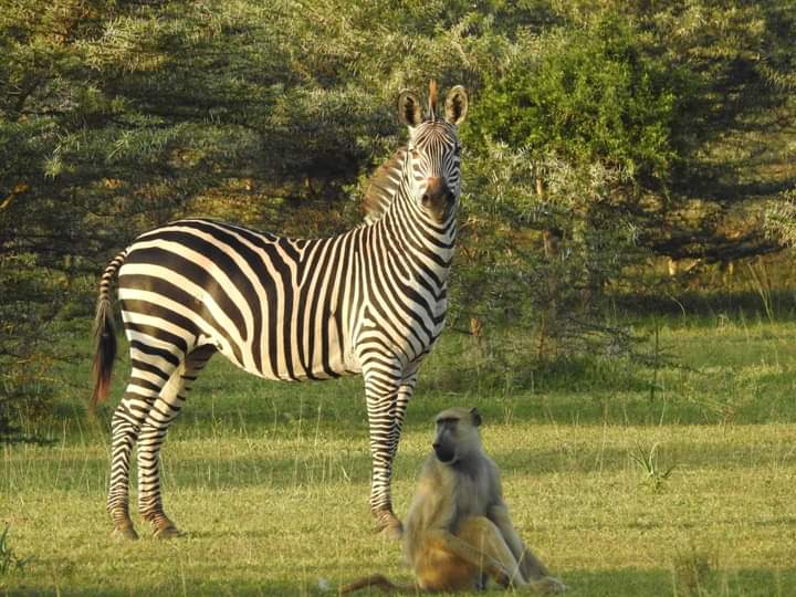 3-Day Nyerere NP + Boat Safari gallery image