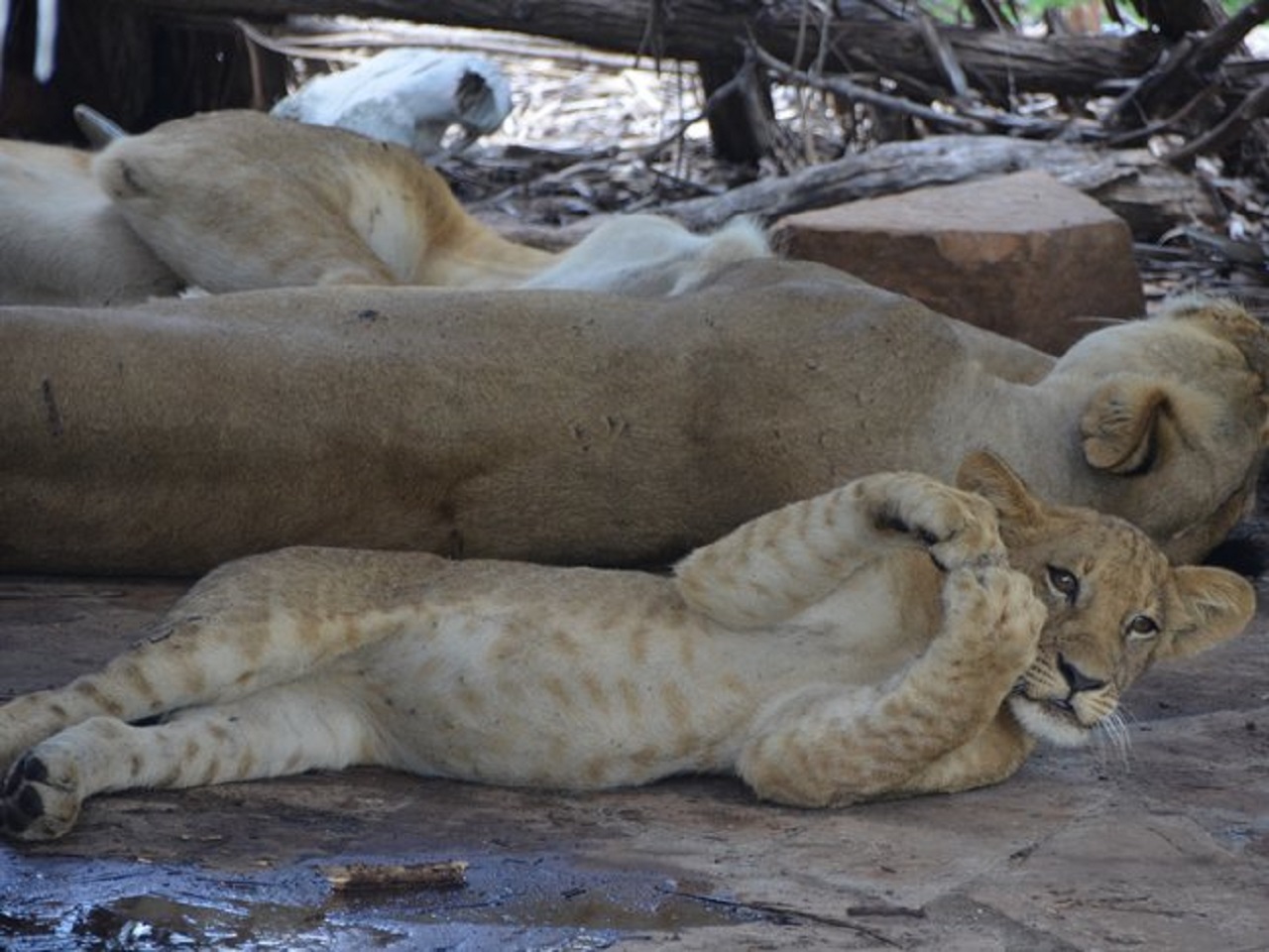3-Day Nyerere NP + Boat Safari gallery image