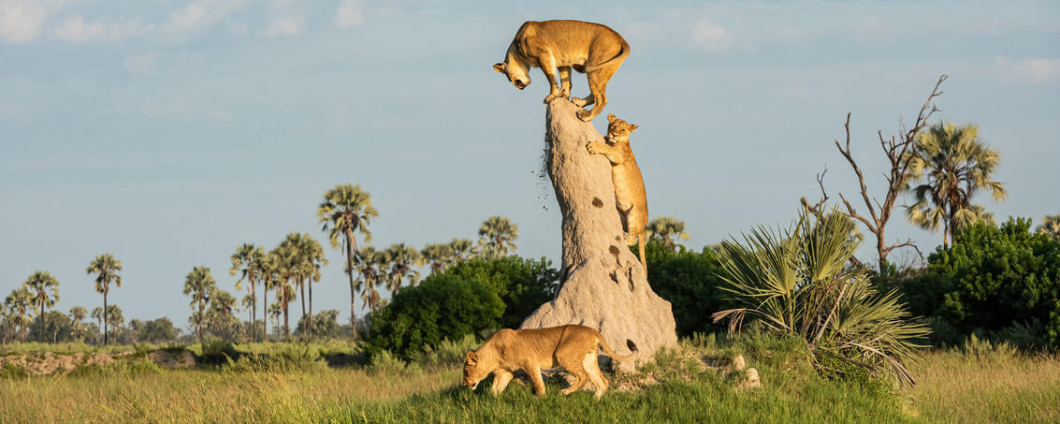 3-Day Safari to Tarangire, Lake Manyara and Ngorongoro gallery image