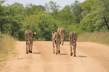 3-Day Safari to Tarangire, Lake Manyara and Ngorongoro gallery image