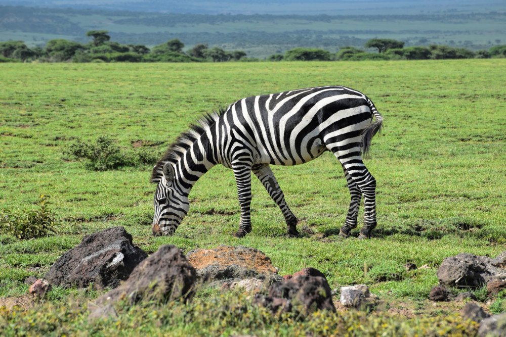 Smile With Us Tours In Africa