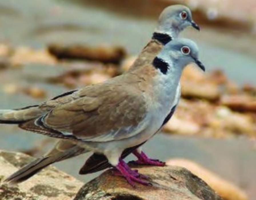 4-Day Birdwatching & Photograph Tour in Rift Valley gallery image