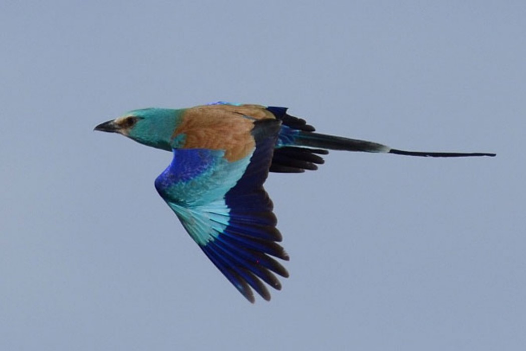 4-Day Birdwatching & Photograph Tour in Rift Valley gallery image