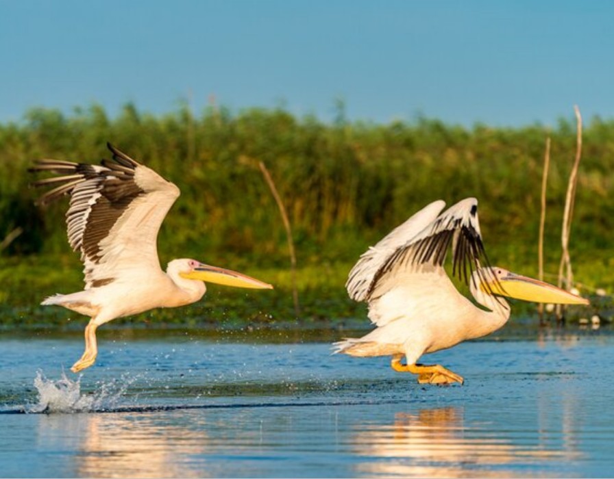 4-Day Birdwatching & Photograph Tour in Rift Valley