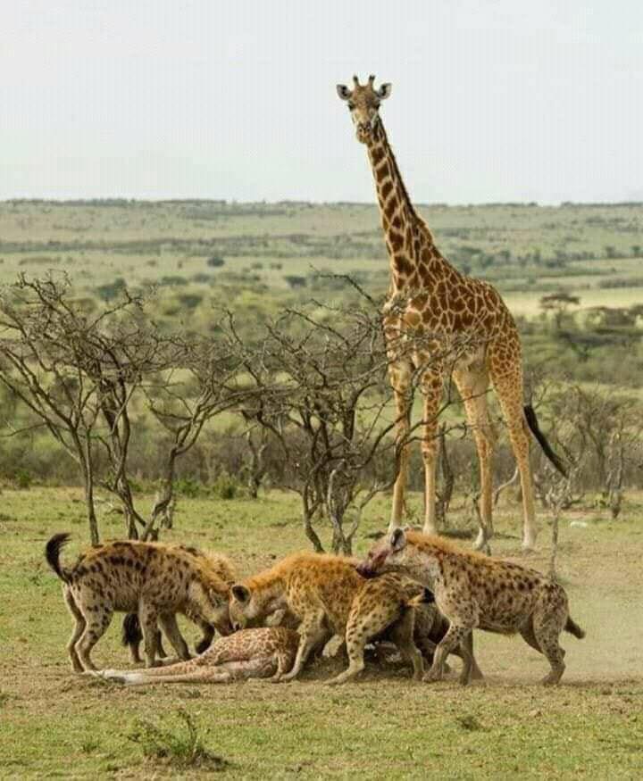 4-Day Great Migration Safari in Serengeti (Aug-Oct) gallery image