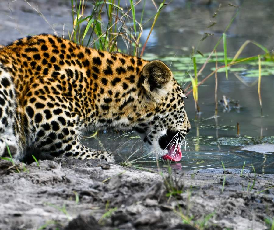 4-Day Mikumi NP & Nyerere NP Unforgettable Adventures gallery image