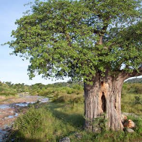 Kiliclimb Africa Safaris
