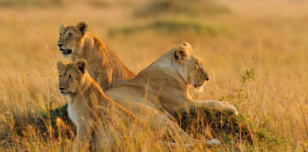 4-Day Tarangire, Serengeti & Ngorongoro from Zanzibar gallery image