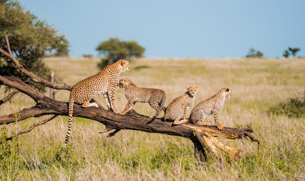 4-Day Tarangire, Serengeti & Ngorongoro from Zanzibar gallery image