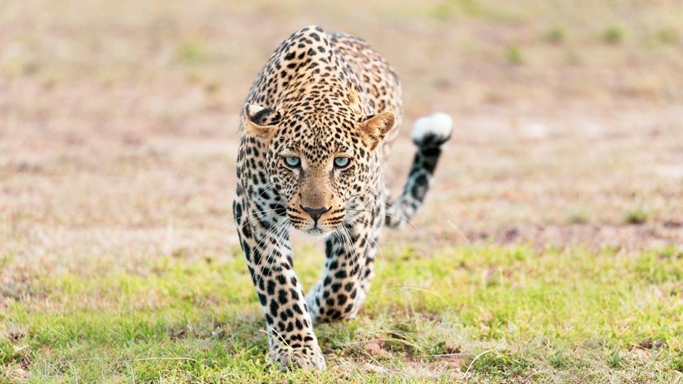 Le Kobe Adventures & Safaris