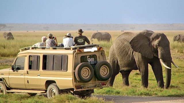Safari Vendors