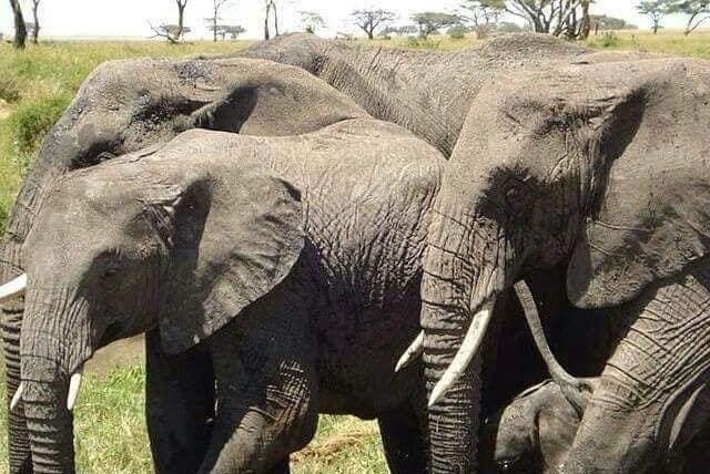 Golden Trips Tanzania