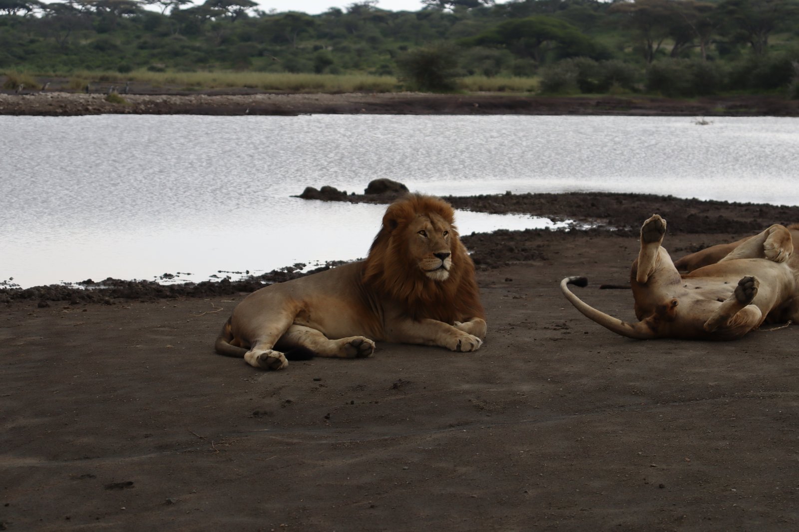 Toilo Tours and Safaris